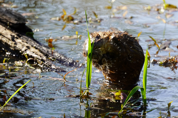 Muskrat1