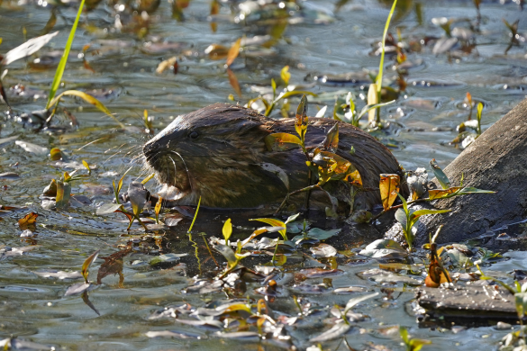 Muskrat2