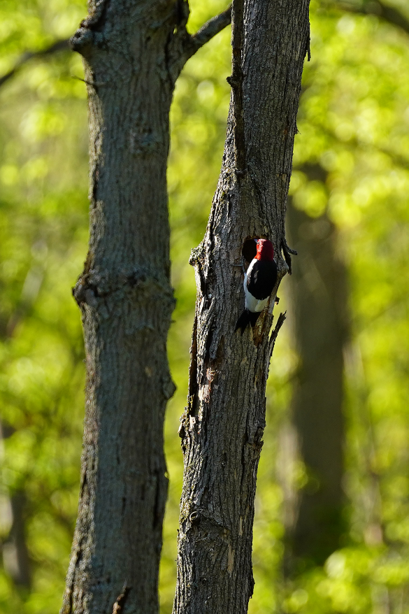 Red-headed Woodpecker