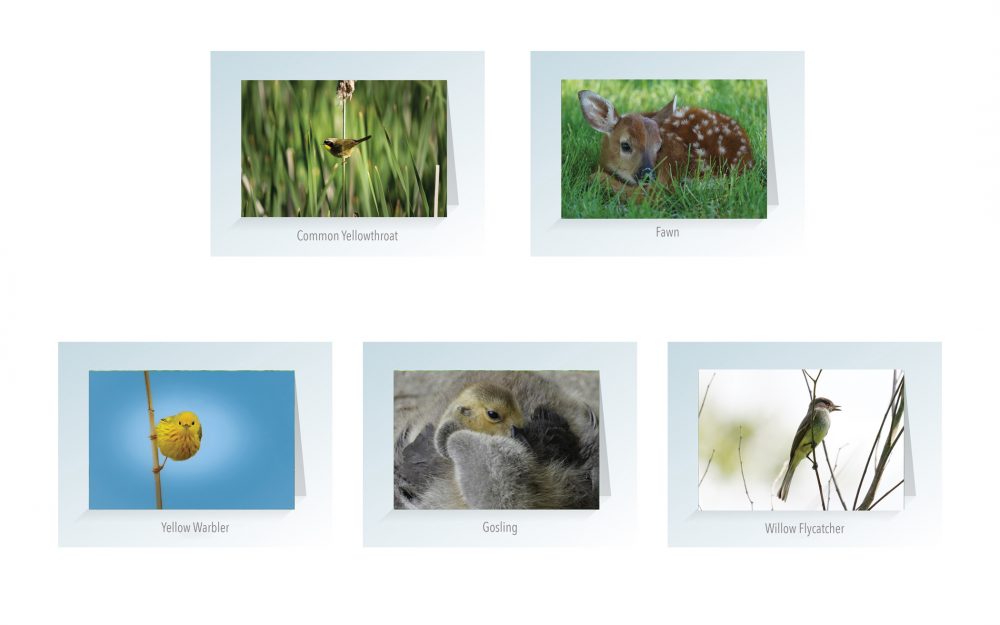 Greeting Cards