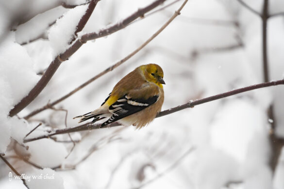 american goldfinch