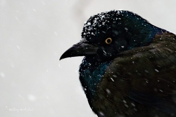 common grackle 2
