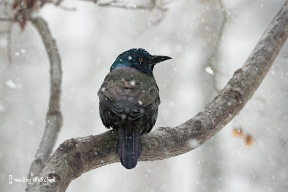 common grackle