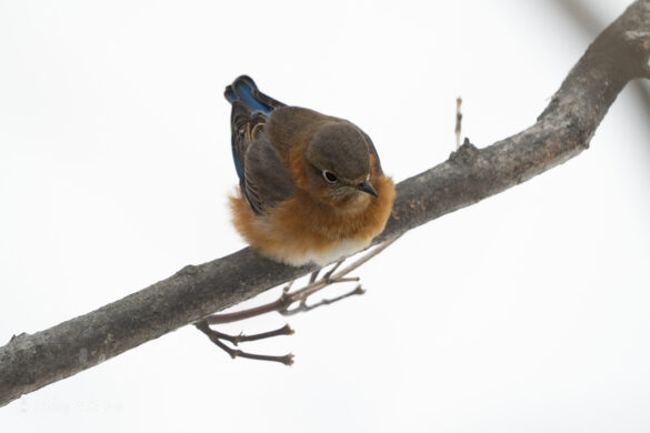 eastern bluebird