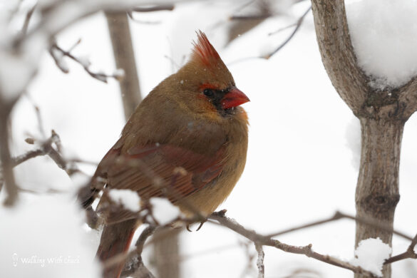 female cardinal 3