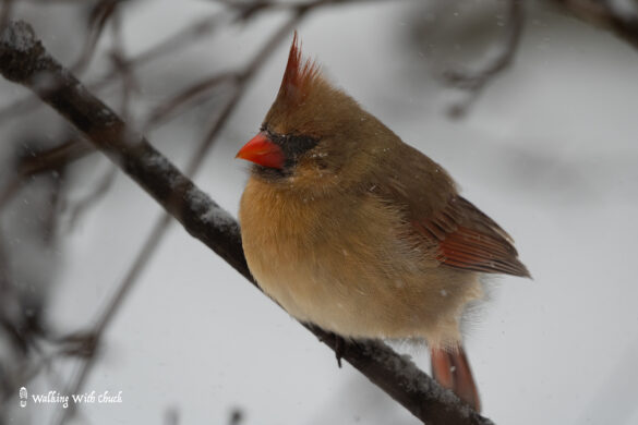 female cardinal