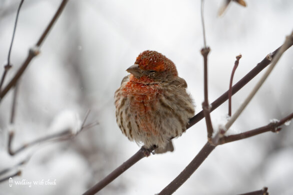 house finch 2