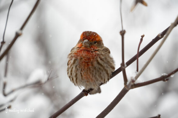 house finch 3