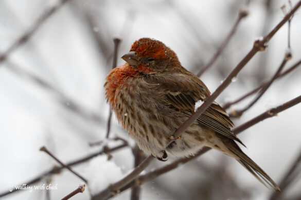 house finch