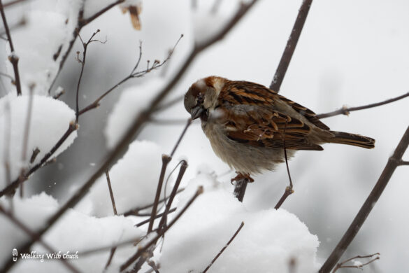 house sparrow