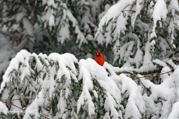 male cardinal 2