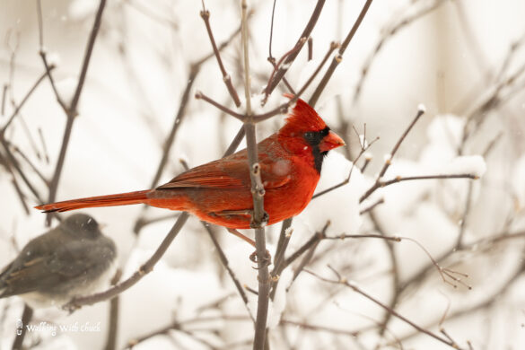 male cardinal