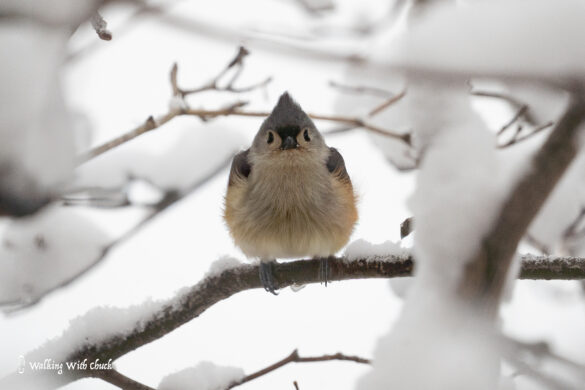 tufted titmouse