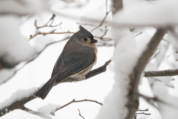 tufted titmouse 2