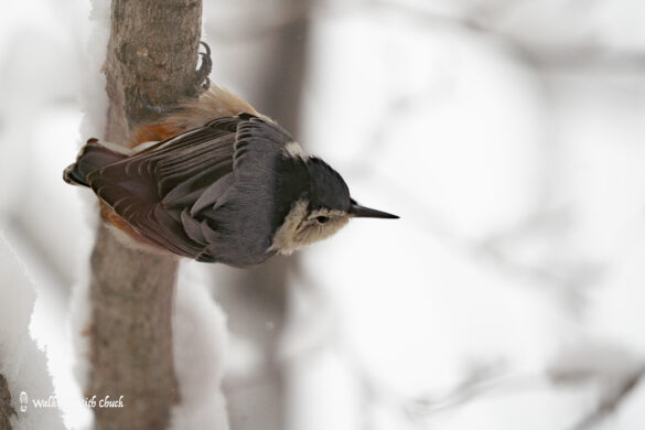 white-breasted nuthatch