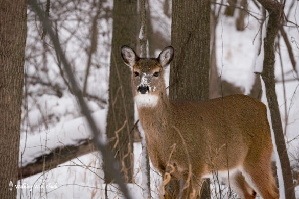whitetailed deer