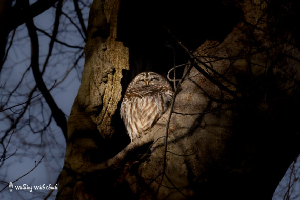 barred owl 2