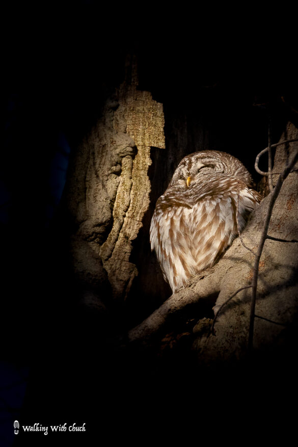 barred owl