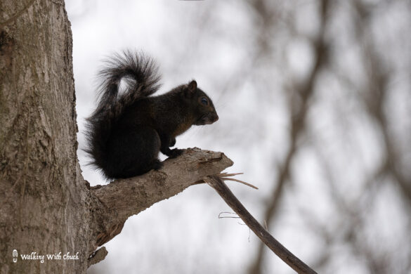 black squirrel