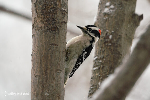 downy woodpecker