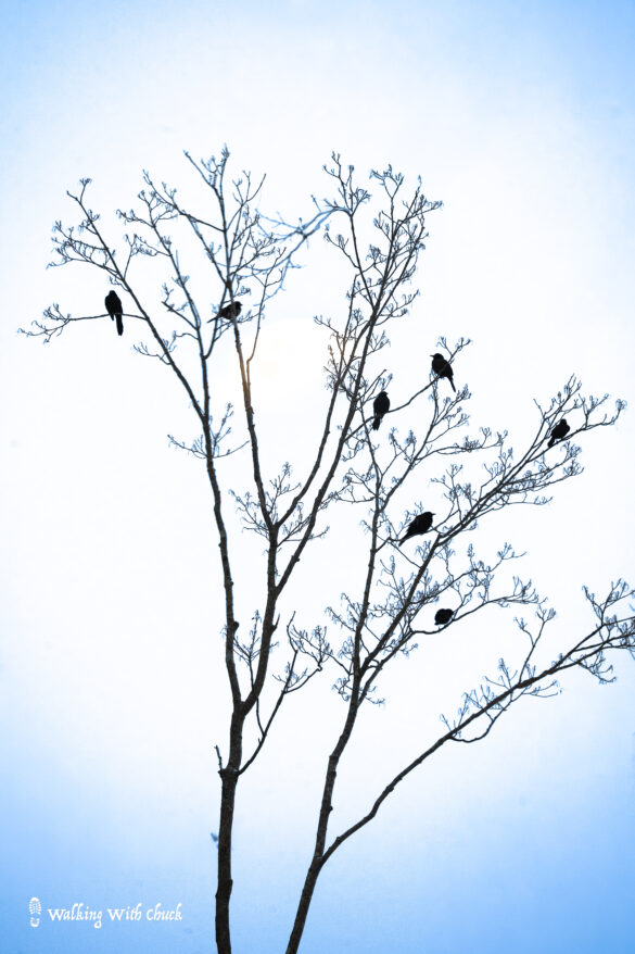 flock in a tree