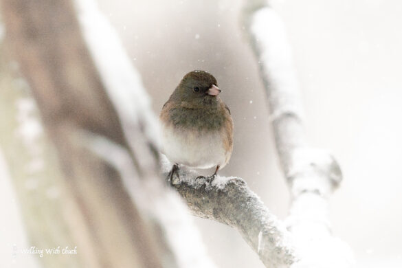 junco 2