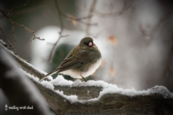 junco