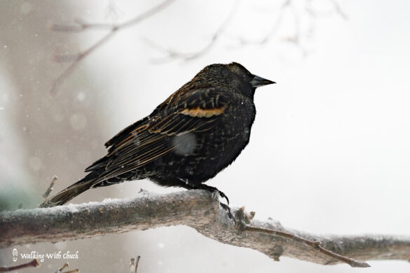 red winged black bird